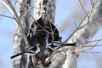 Long-tailed tit(japonicus) Tomakomai Experimental Forest Sun, 2/26/2023