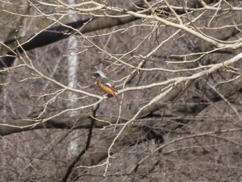 Daurian Redstart 大室公園 Sun, 2/12/2023