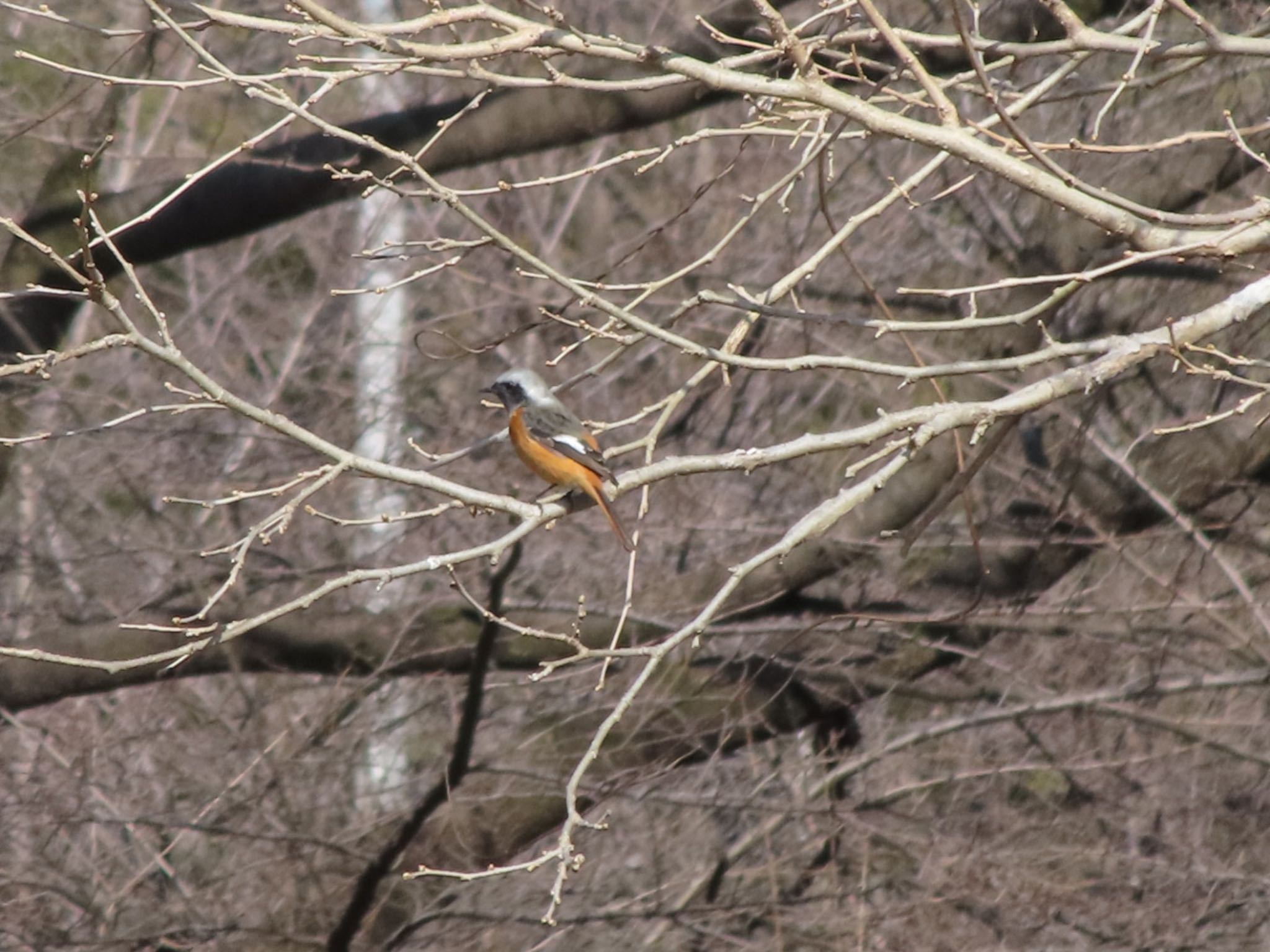 Photo of Daurian Redstart at 大室公園 by アカウント12456