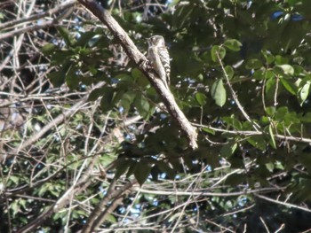Japanese Pygmy Woodpecker ラブリバーうぬき Sun, 2/5/2023