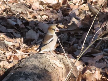 Hawfinch ラブリバーうぬき Sun, 2/5/2023