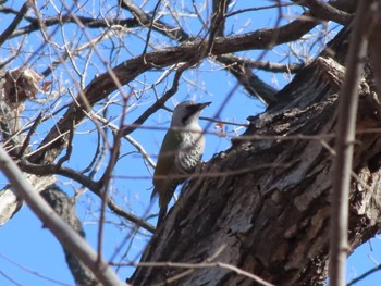 Japanese Green Woodpecker 御嶽山 Sun, 1/29/2023