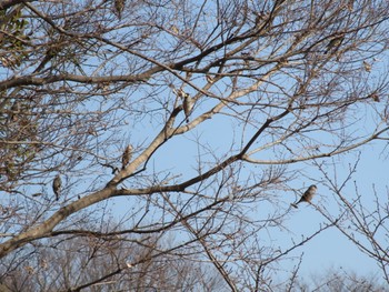 Japanese Grosbeak 大室公園 Sun, 2/12/2023