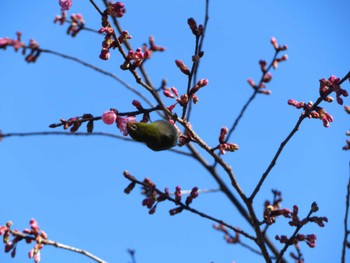 Warbling White-eye Unknown Spots Sun, 2/26/2023