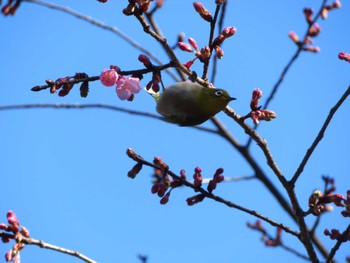 Warbling White-eye Unknown Spots Sun, 2/26/2023