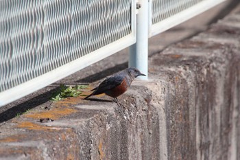 Blue Rock Thrush 平瀬川(神奈川県川崎市) Sun, 2/26/2023