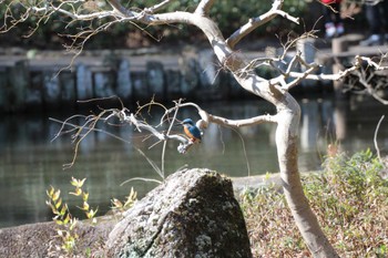 Common Kingfisher Higashitakane Forest park Sun, 2/26/2023