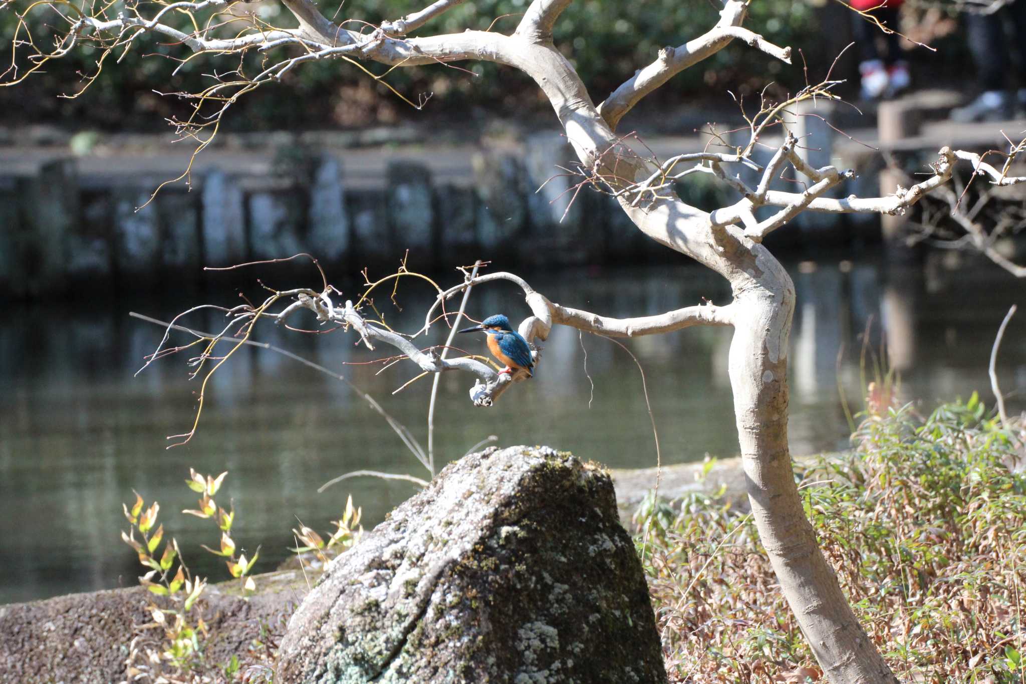 Photo of Common Kingfisher at Higashitakane Forest park by totokun