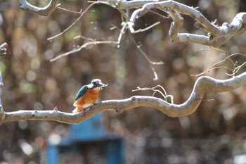 Common Kingfisher Higashitakane Forest park Sun, 2/26/2023