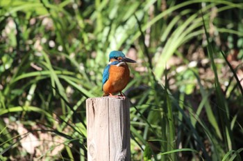 Common Kingfisher Higashitakane Forest park Sun, 2/26/2023