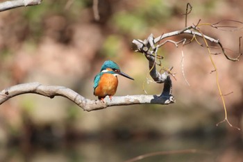 Common Kingfisher Higashitakane Forest park Sun, 2/26/2023