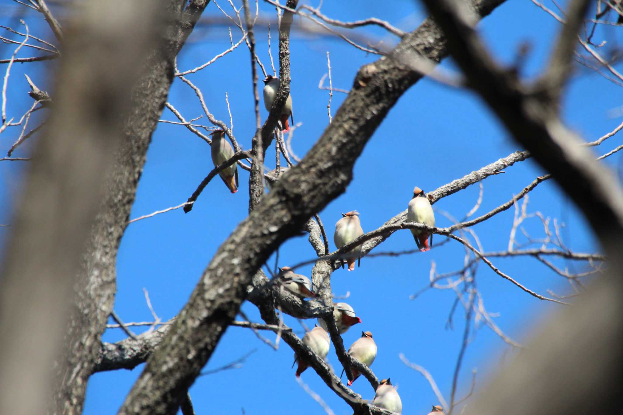 Photo of Japanese Waxwing at Higashitakane Forest park by totokun