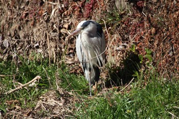 Grey Heron 平瀬川(神奈川県川崎市) Sun, 2/26/2023