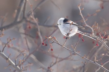 Long-tailed tit(japonicus) Makomanai Park Sun, 1/29/2023