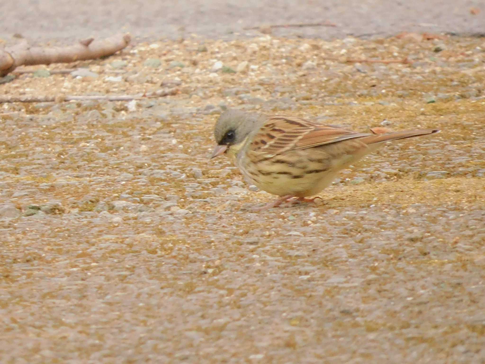 Masked Bunting