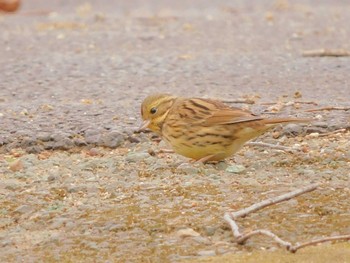 Masked Bunting 東松山市 Thu, 2/23/2023