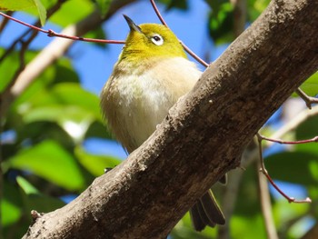 Warbling White-eye Showa Kinen Park Sun, 2/26/2023