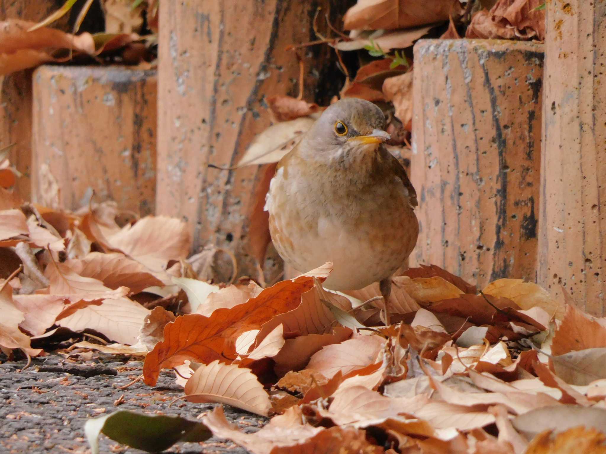 Pale Thrush