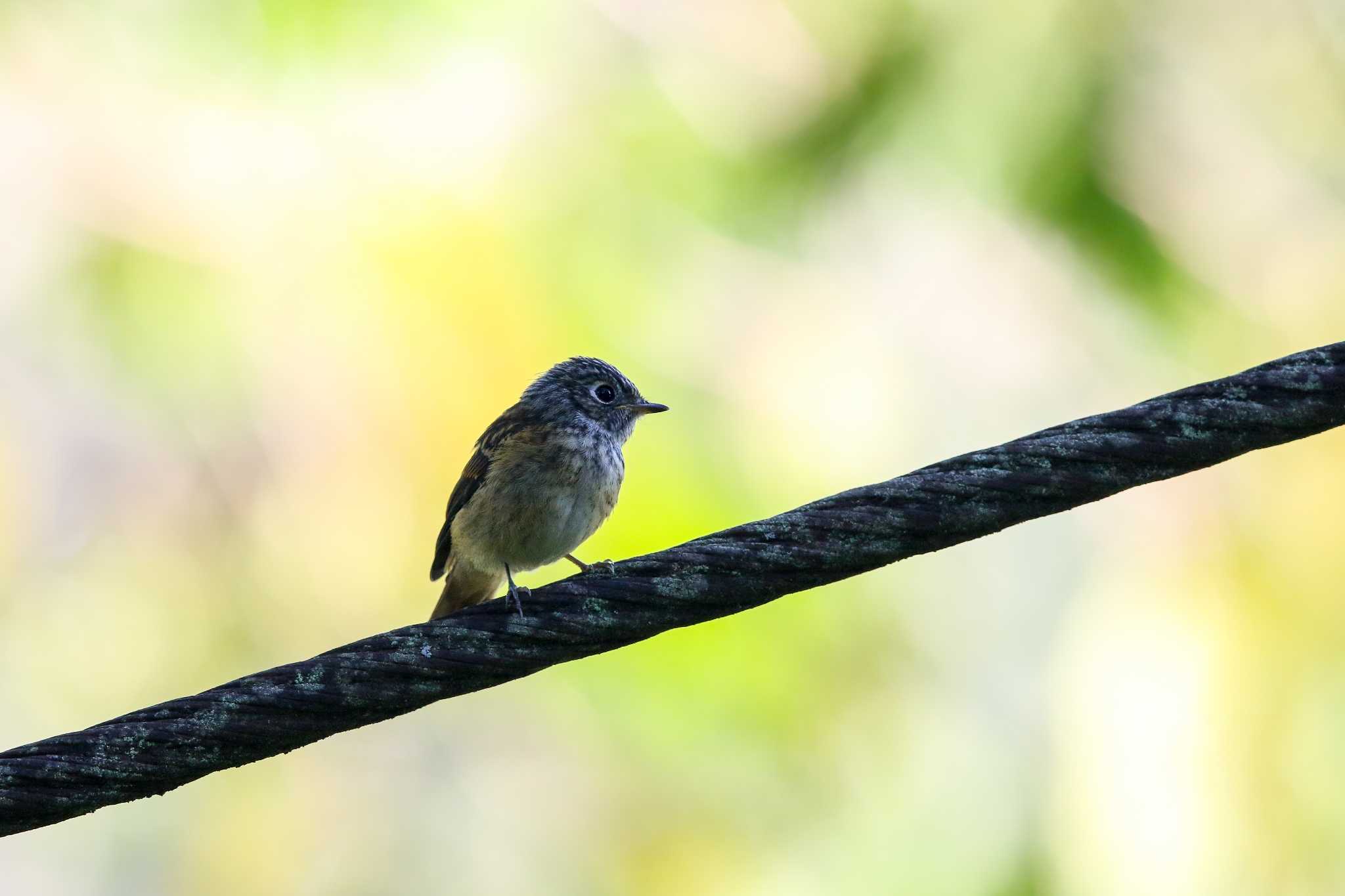 Photo of Ferruginous Flycatcher at 阿里山国家森林遊楽区 by Trio