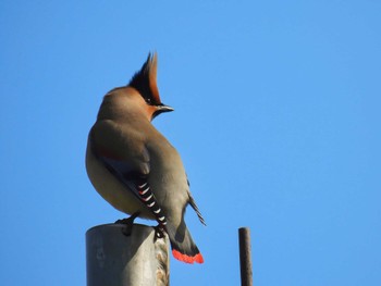 Japanese Waxwing 淀川河川公園 Sat, 2/25/2023