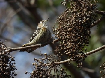 Japanese Pygmy Woodpecker Forest Park of Mie Prefecture Sun, 2/26/2023