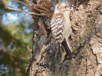 Japanese Pygmy Woodpecker 東松山市 Sat, 2/25/2023