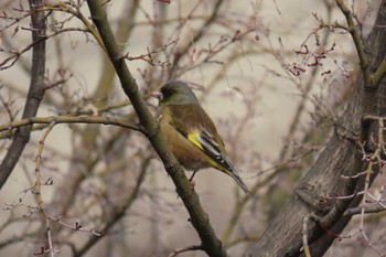Grey-capped Greenfinch 東京都北区 Sun, 2/19/2023