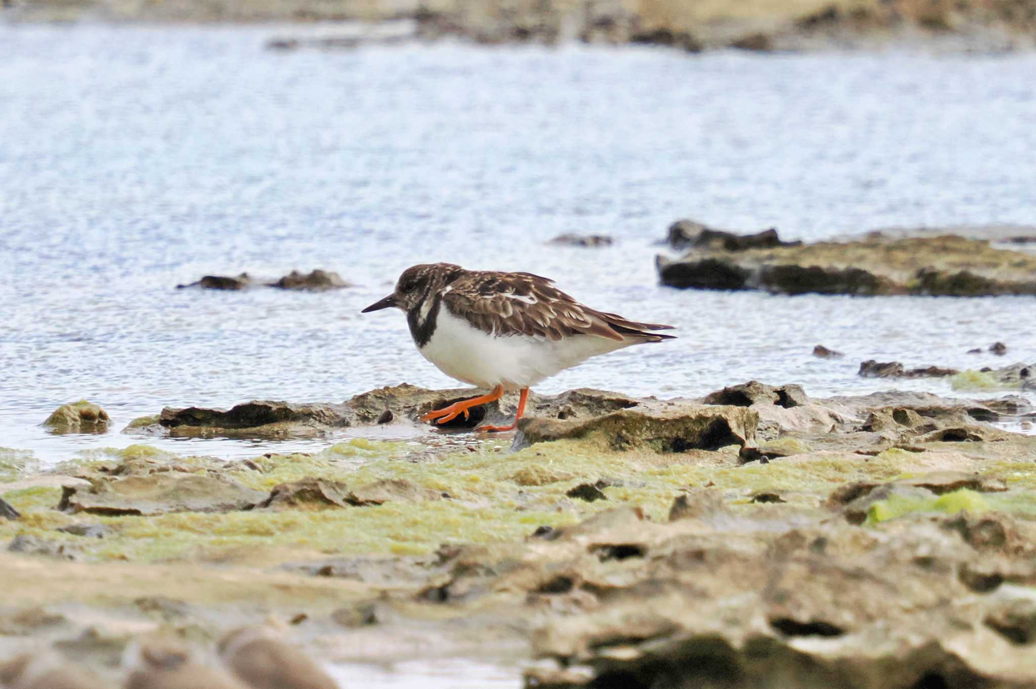 奄美大島 キョウジョシギの写真