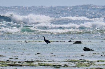 カワウ 奄美大島 2023年2月25日(土)