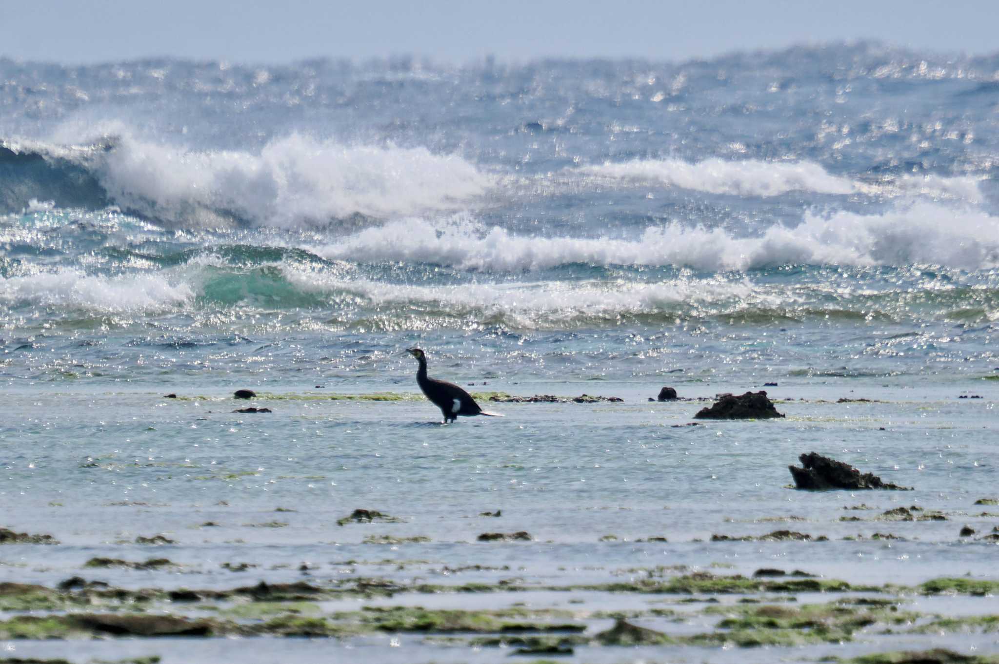 奄美大島 カワウの写真