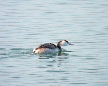 Great Crested Grebe 伊勢市大湊海岸 Thu, 2/23/2023