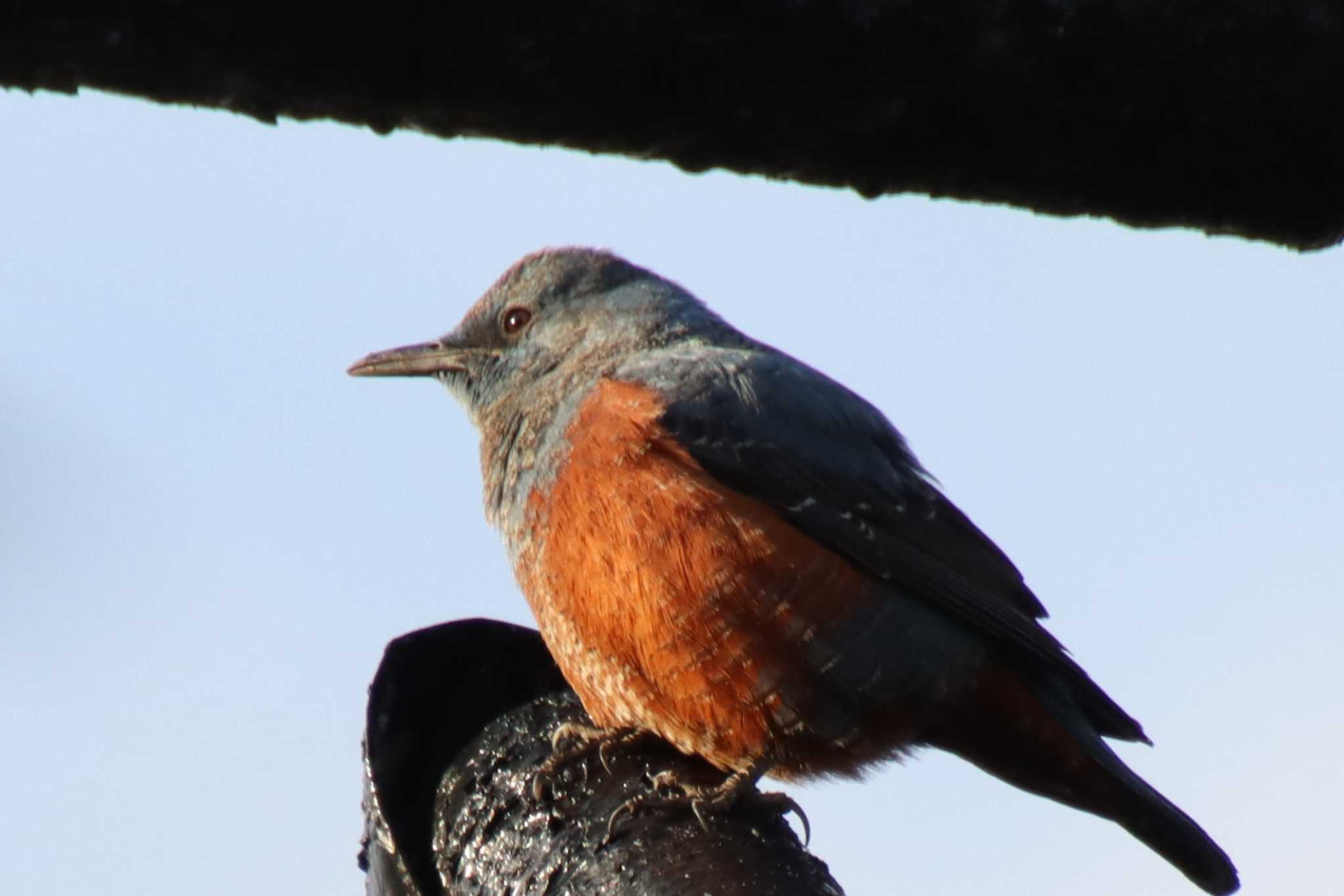 Blue Rock Thrush