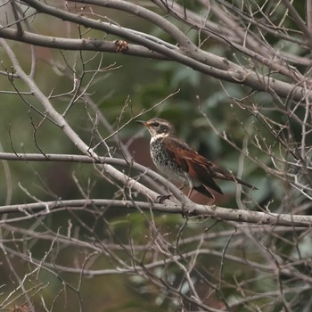 ツグミ 東京港野鳥公園 2023年2月23日(木)