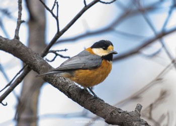 Varied Tit 日岡山公園 Sat, 2/25/2023