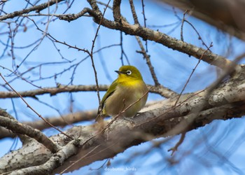 Warbling White-eye 日岡山公園 Sat, 2/25/2023