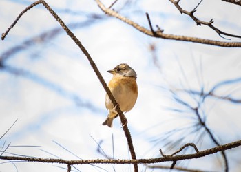 Brambling 日岡山公園 Sat, 2/25/2023