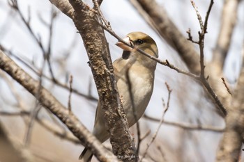 Hawfinch 日岡山公園 Sat, 2/25/2023