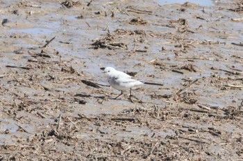 White Wagtail(alba) Unknown Spots Sun, 2/26/2023