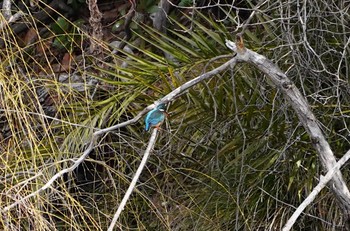 2023年2月26日(日) 万代池の野鳥観察記録