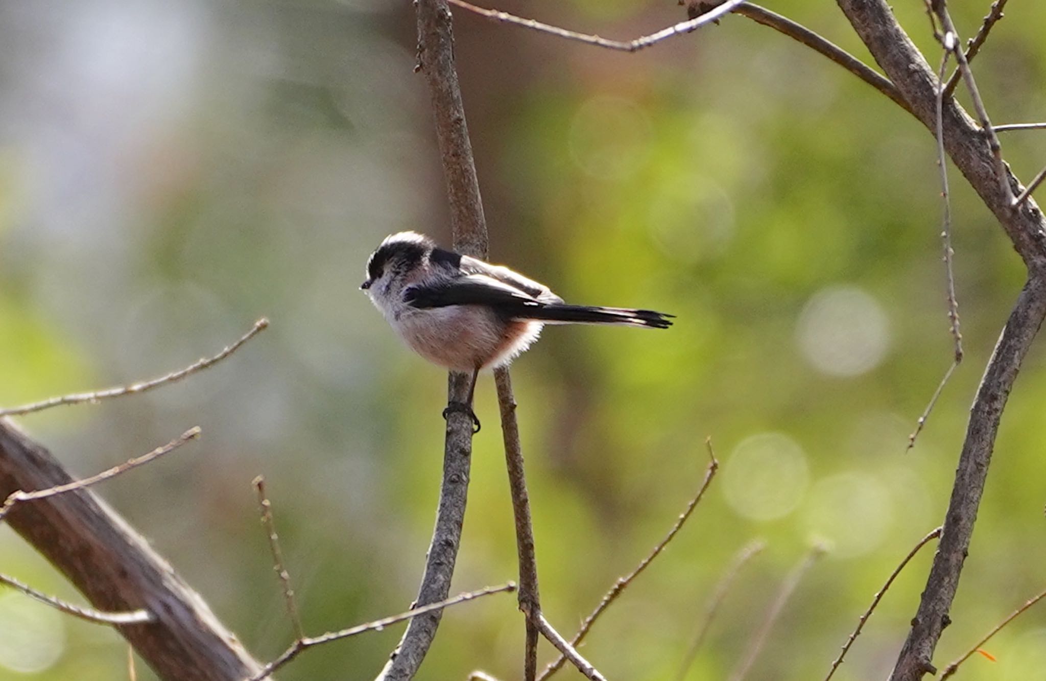 Photo of Long-tailed Tit at 長居植物園 by アルキュオン