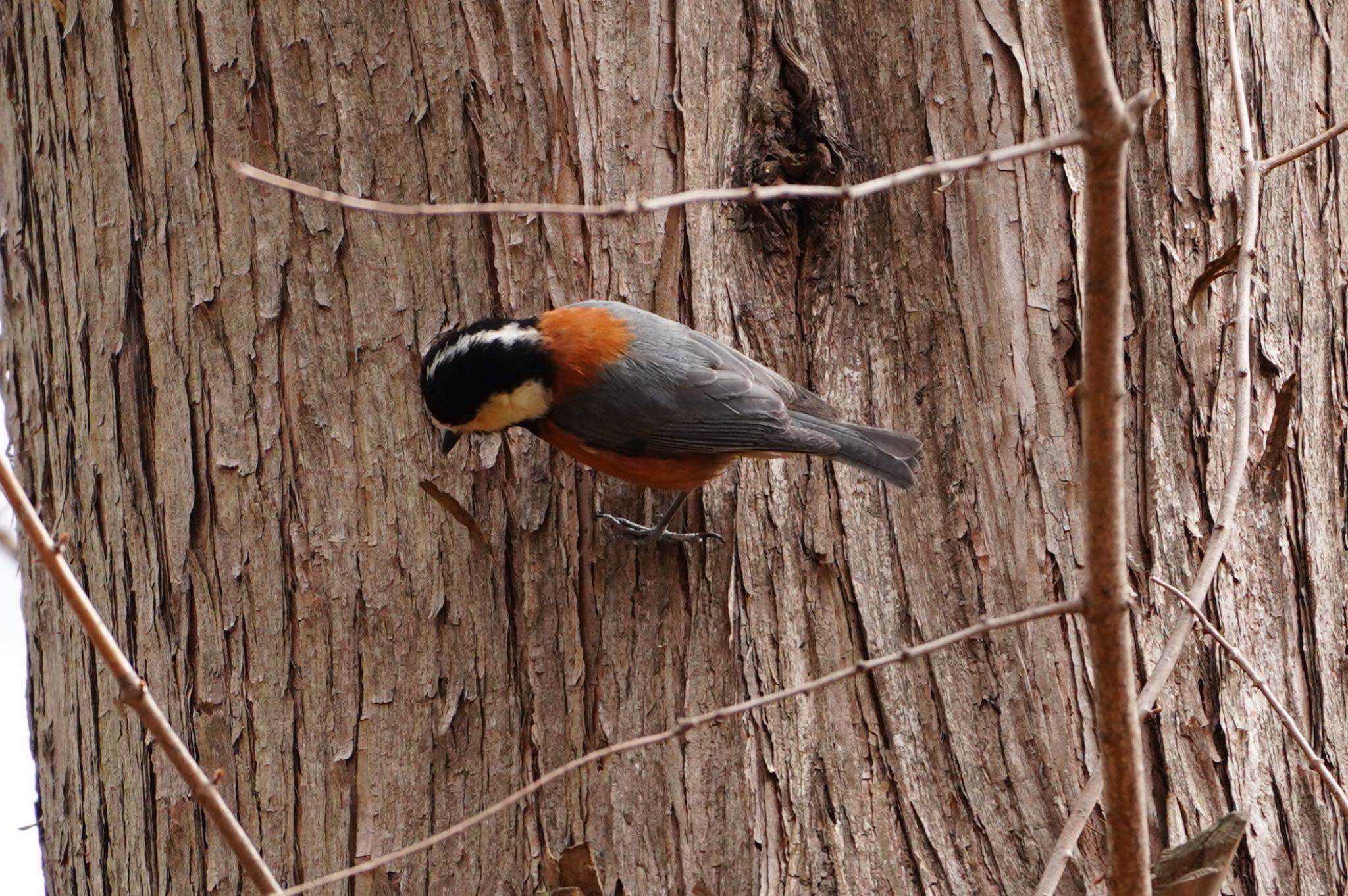 Varied Tit