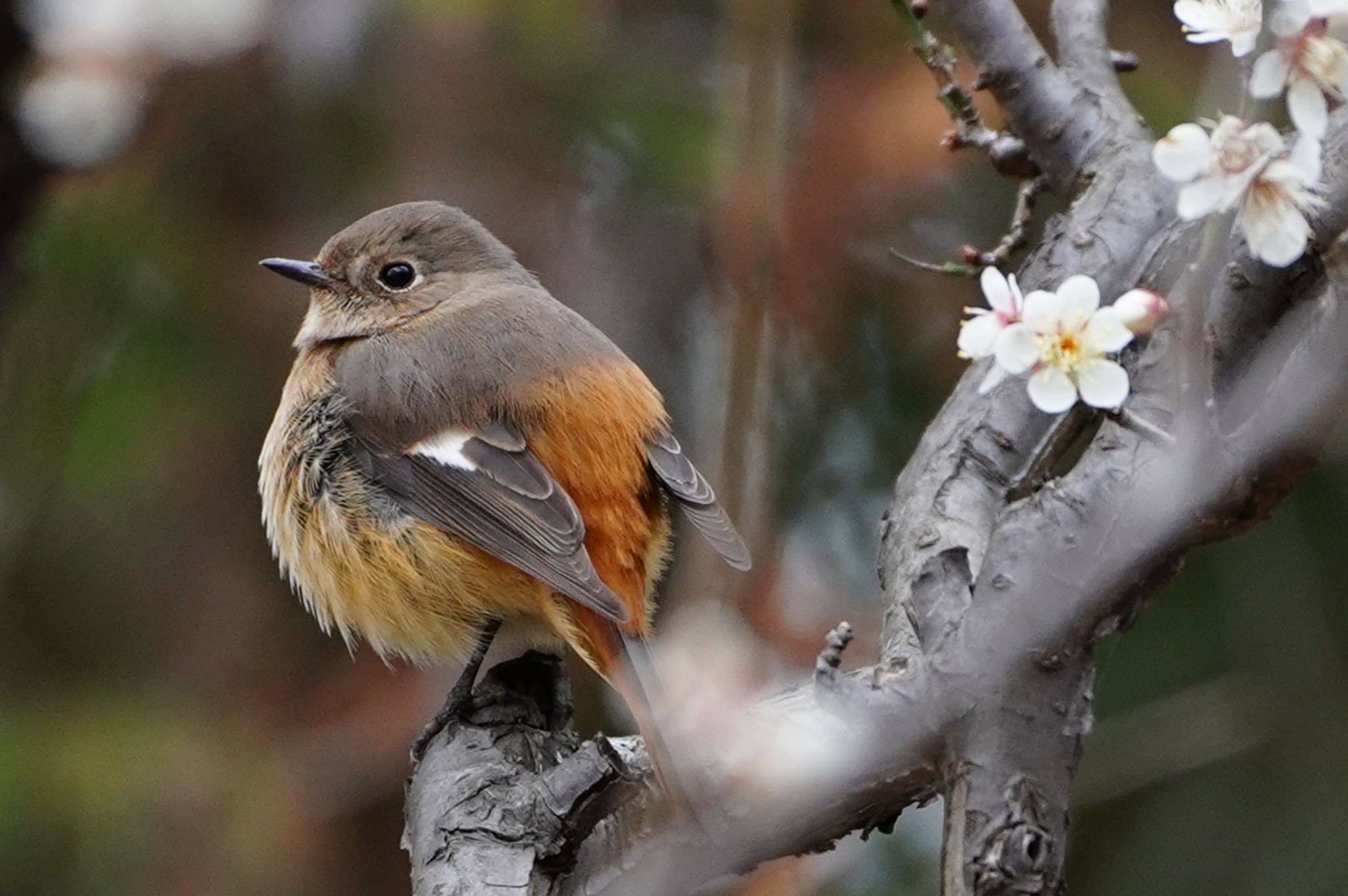 Photo of Daurian Redstart at 長居植物園 by アルキュオン