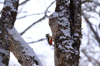 Great Spotted Woodpecker 釧路町森林公園(北海道釧路町) Sun, 2/26/2023