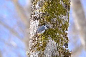 Eurasian Nuthatch 釧路町森林公園(北海道釧路町) Sun, 2/26/2023