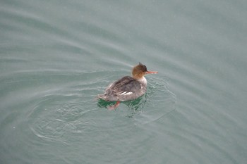 ウミアイサ 厚岸湾 2023年2月25日(土)