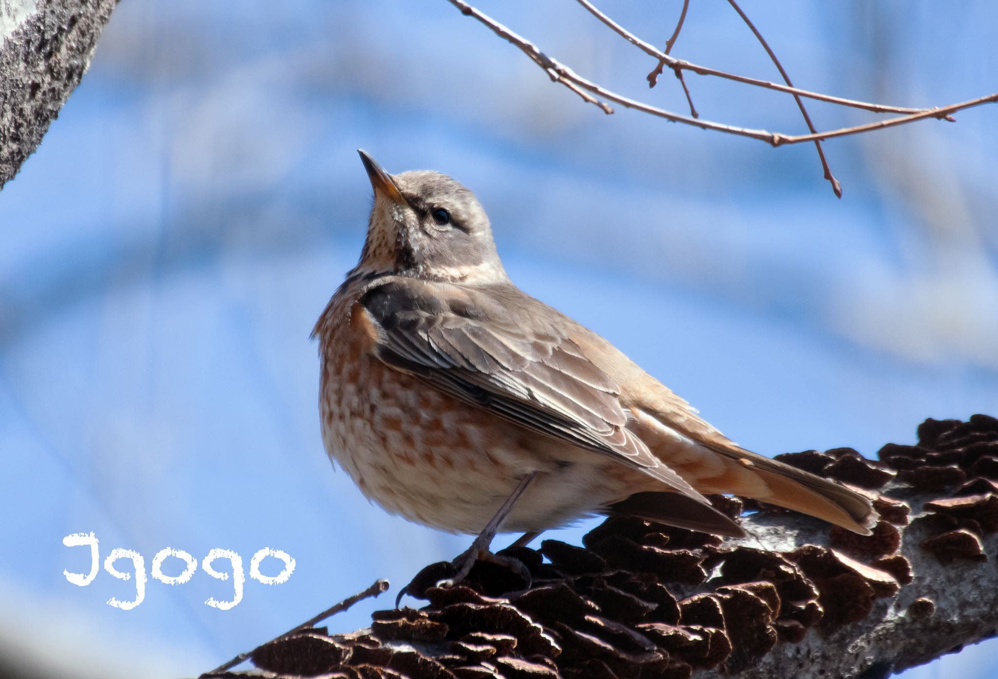 Photo of Naumann's Thrush at 群馬県 by Jgogo