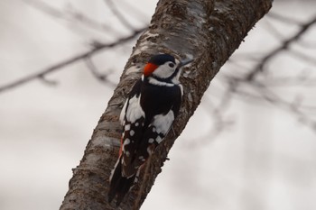 Great Spotted Woodpecker 養老牛温泉(湯宿だいいち) Wed, 2/22/2023