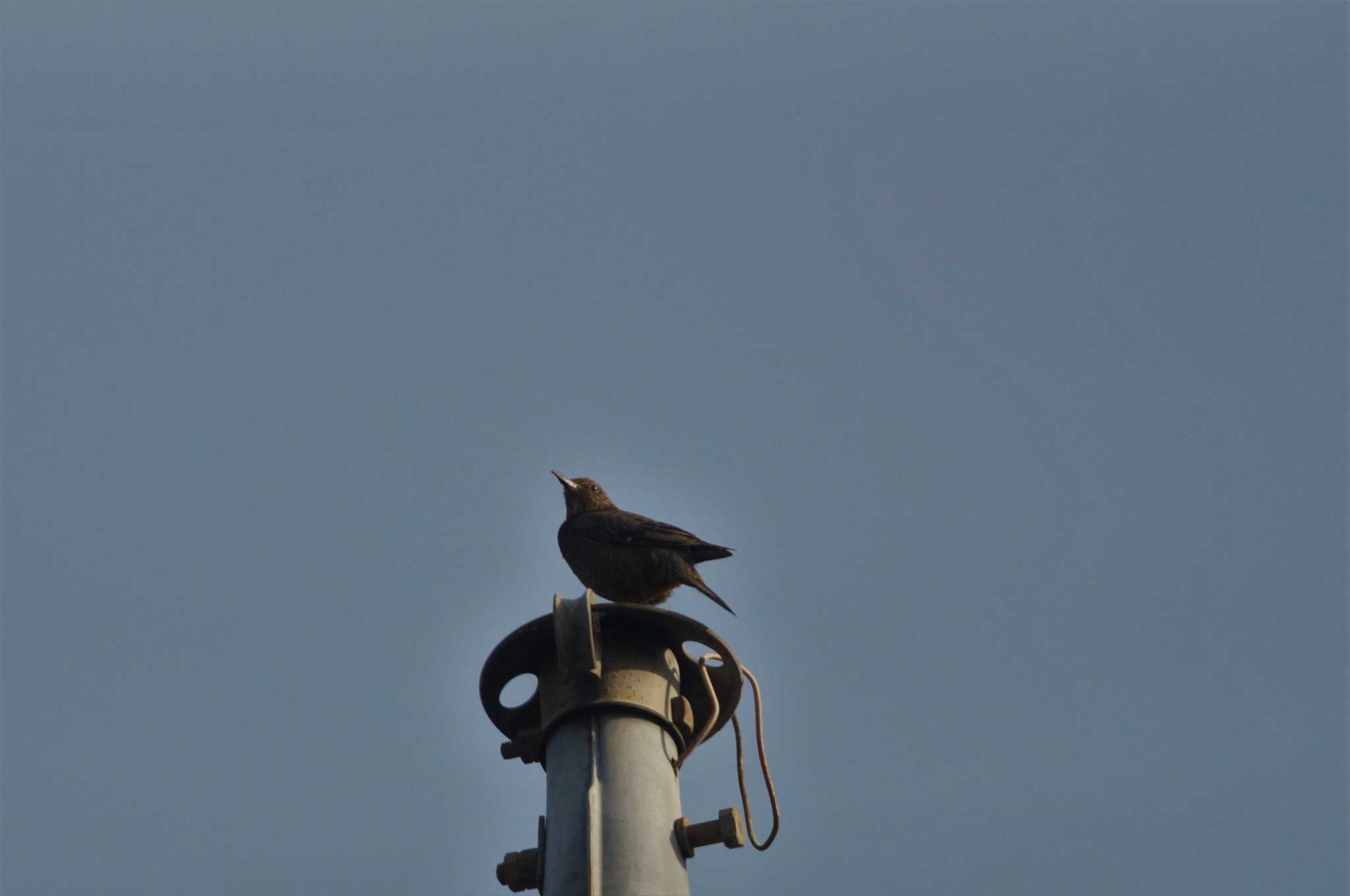 Blue Rock Thrush