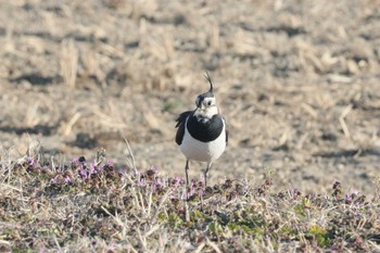 タゲリ 鍋田干拓地 2023年2月26日(日)