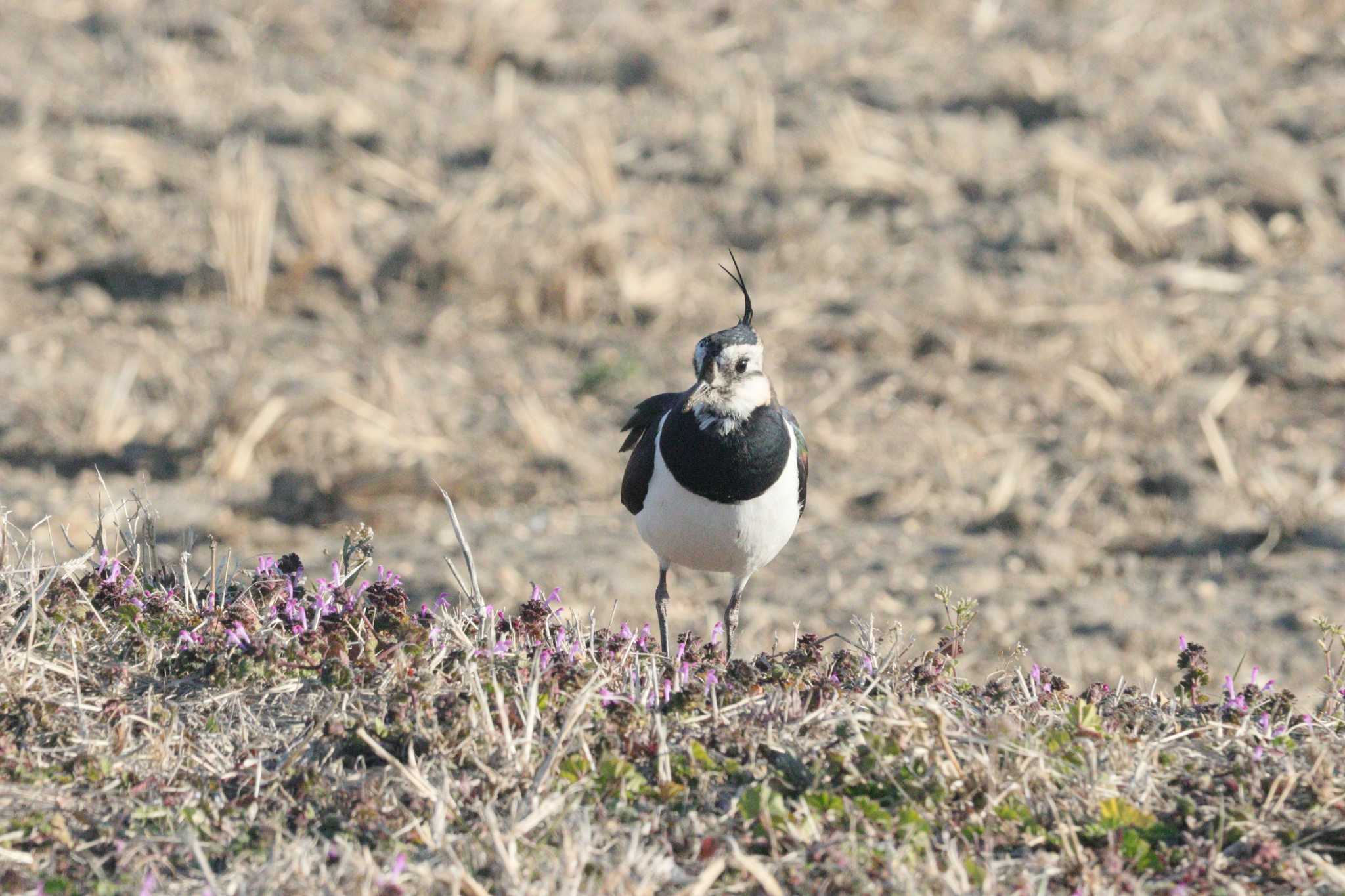 Northern Lapwing